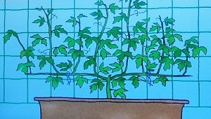 緑のカーテンにもなるフウセンカズラの育て方 プランターで 植物の栽培のはてな